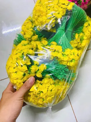 NỤ HÉ (Hoa mai)